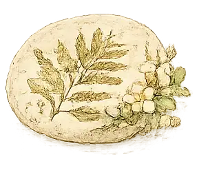 Fossilized leaf and plant impression