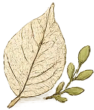 Illustration of a leaf and branch