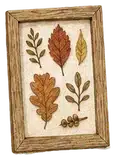 Framed Pressed Leaves